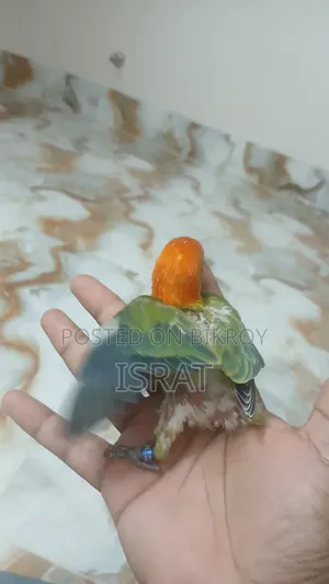 Tame Size Lovebird