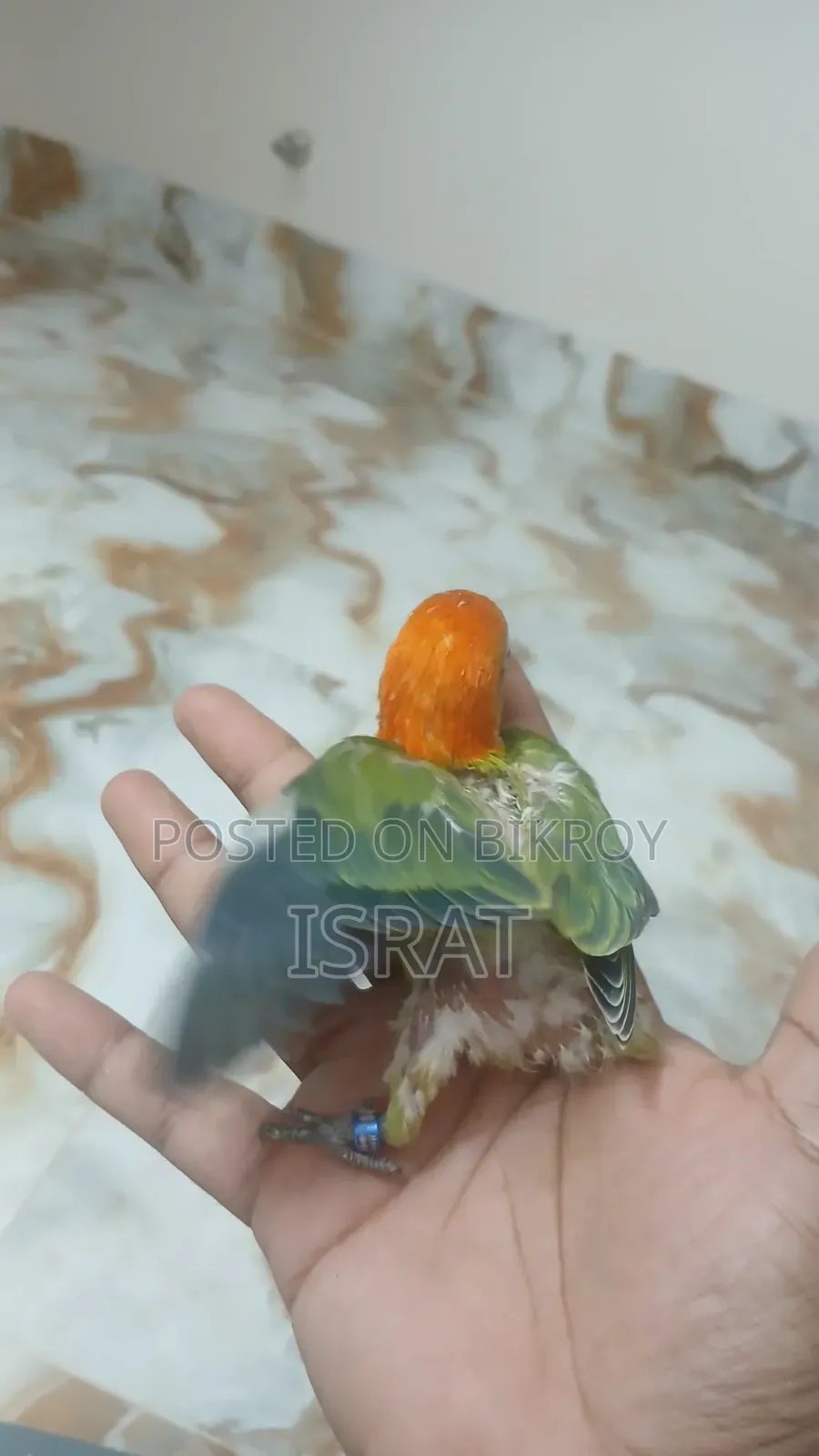 Tame Size Lovebird