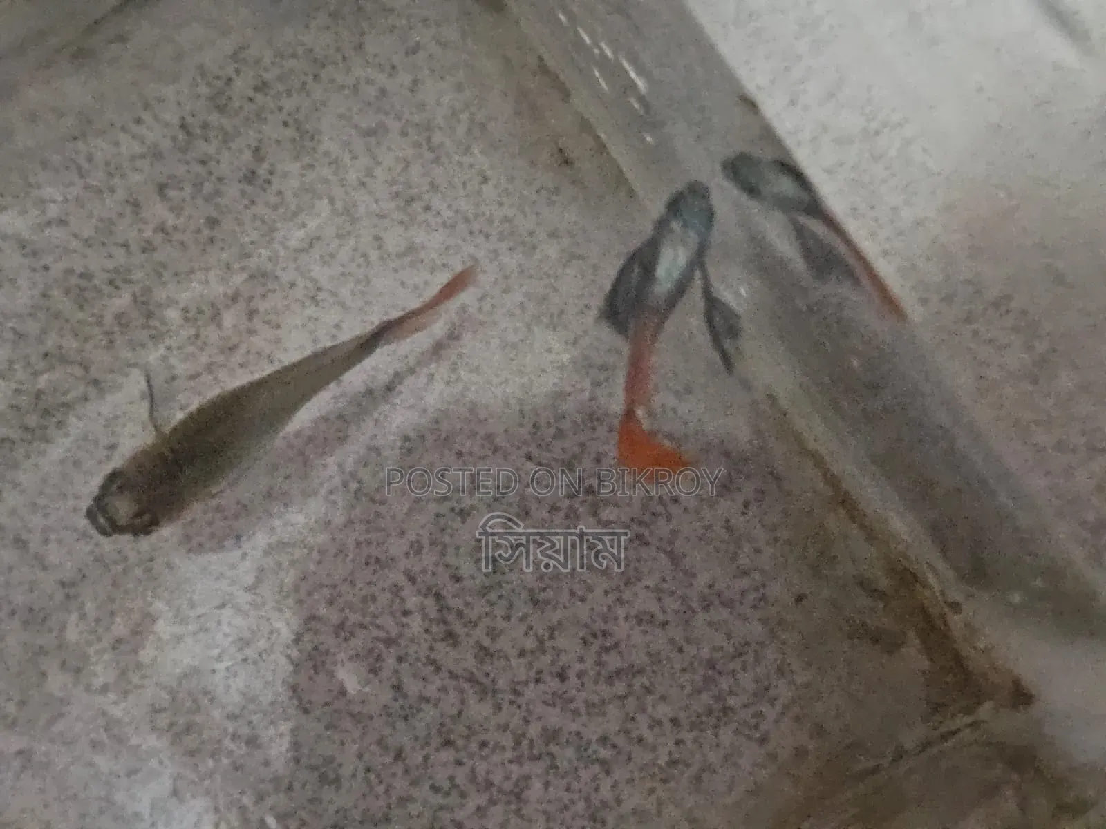 RTP Adult Guppy