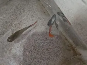 RTP Adult Guppy