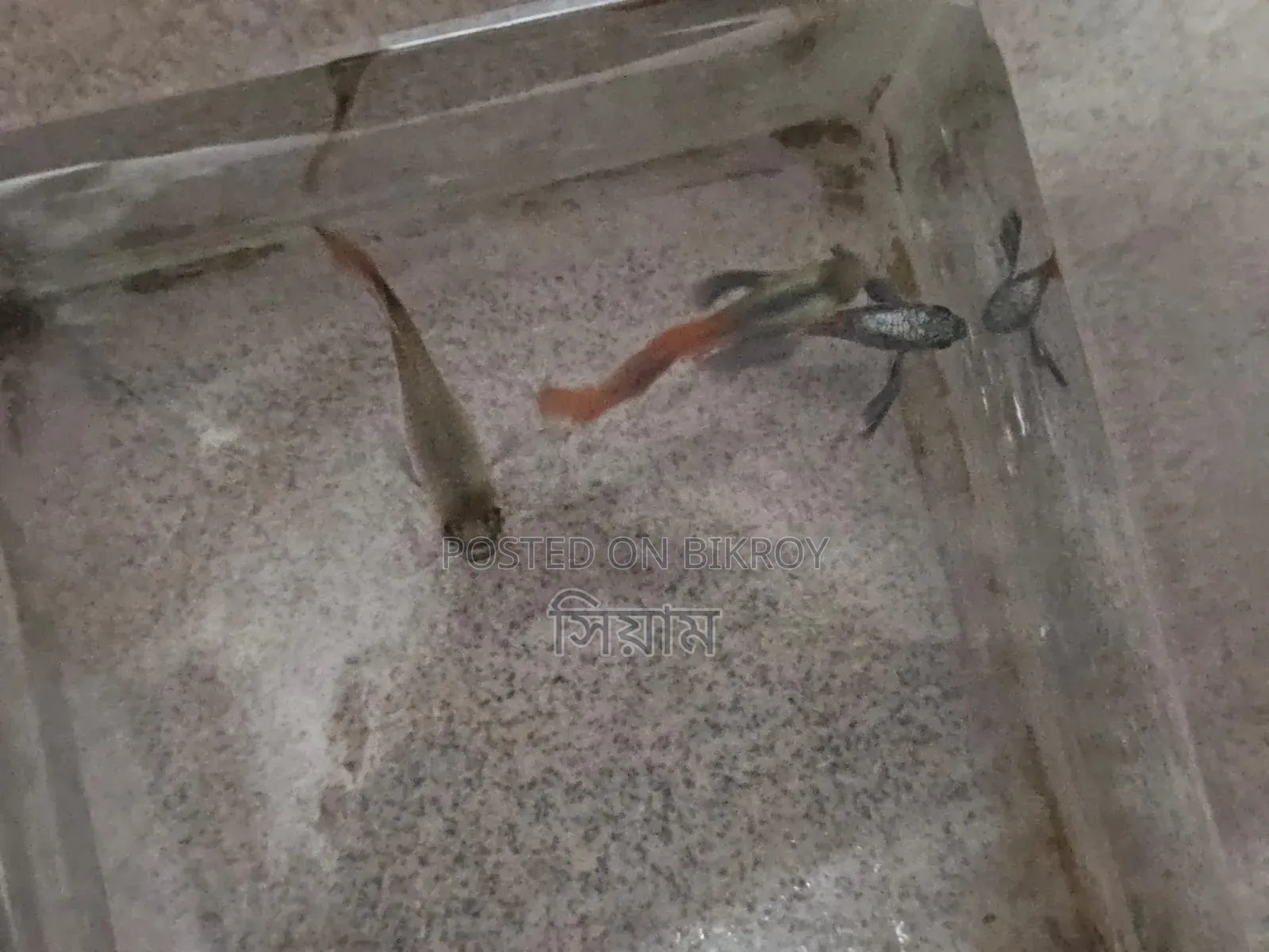 RTP Adult Guppy