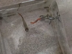 RTP Adult Guppy