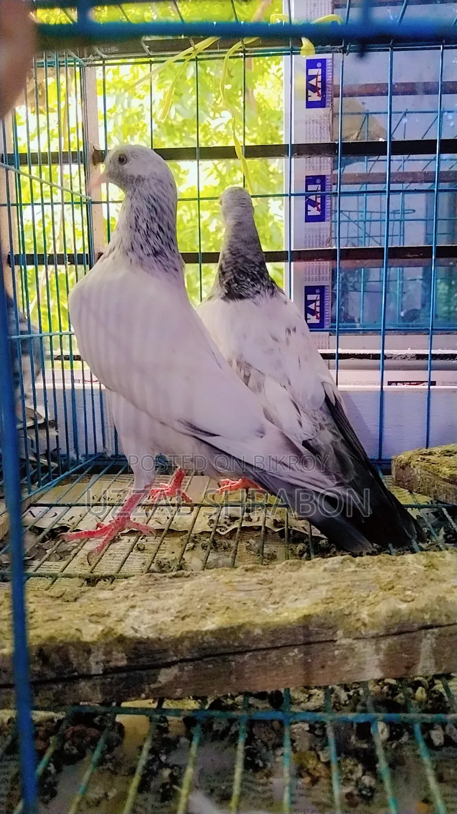 Golden Pigeon
