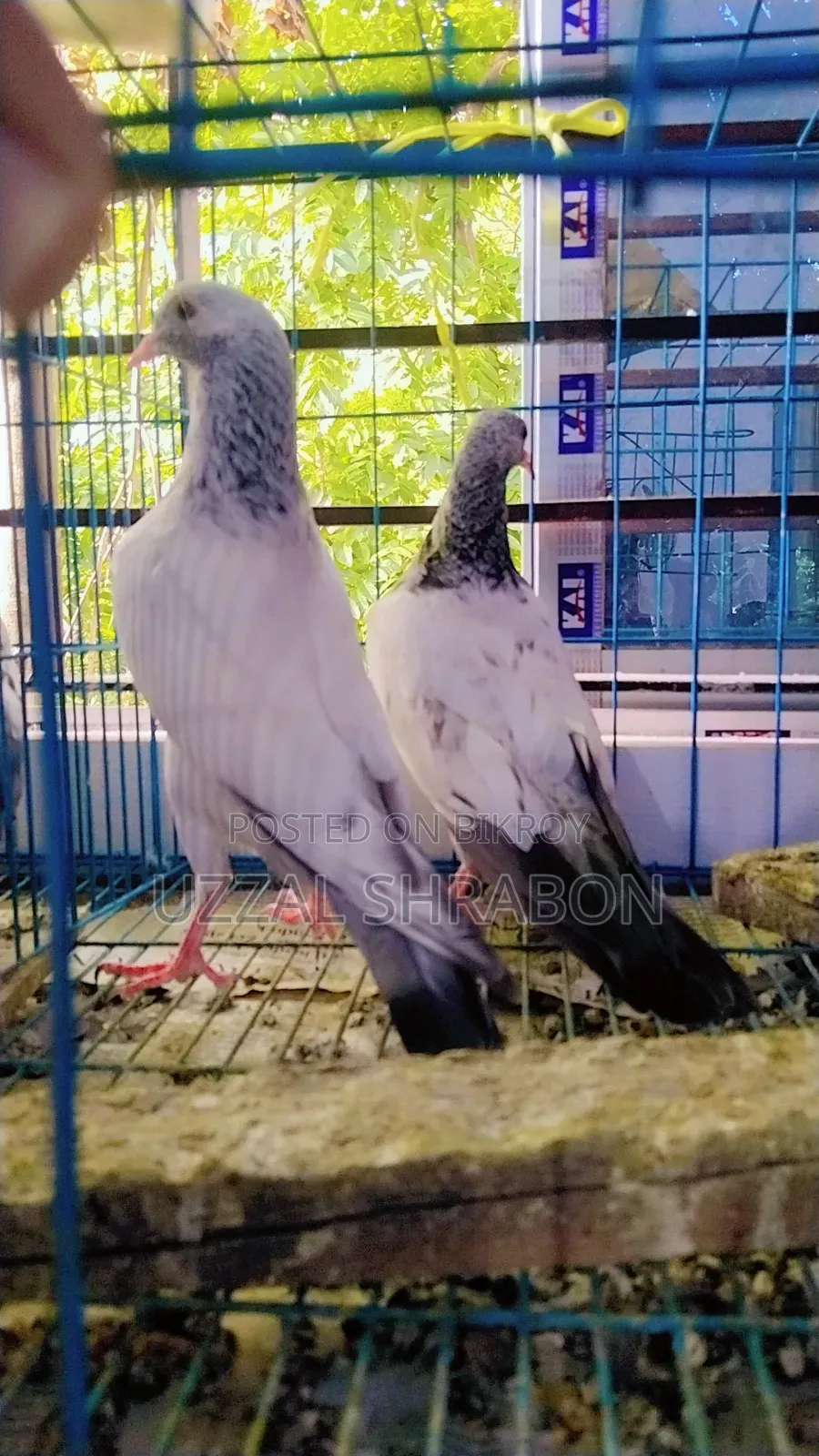 Golden Pigeon