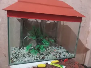 Fish Aquarium