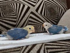 Tame Size Baby Lovebird