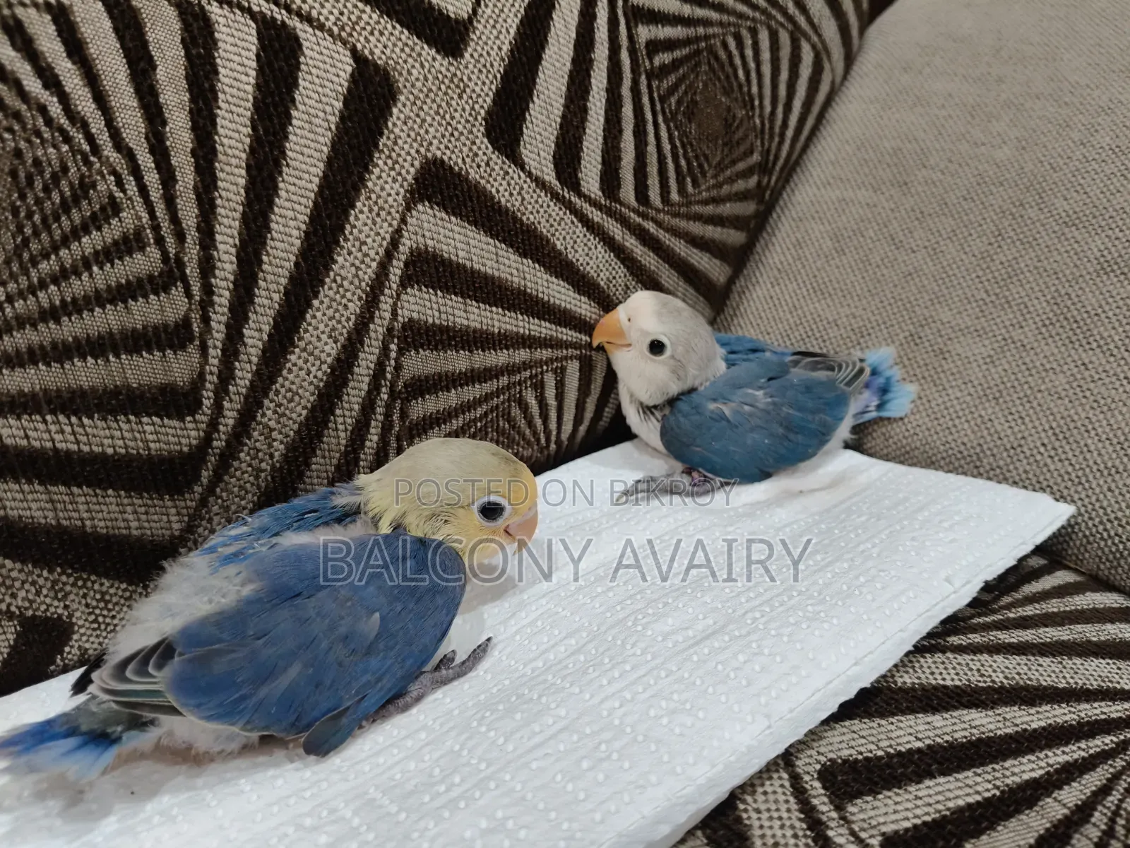 Tame Size Baby Lovebird