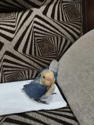 Tame Size Baby Lovebird