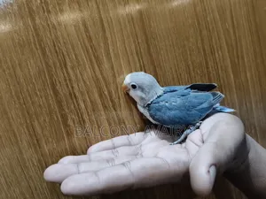 Tame Size Baby Lovebird