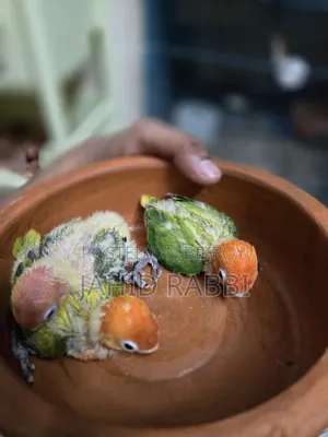 লাভবার্ডস গ্রিন ওপালাইন স্প্লিট ইনো
