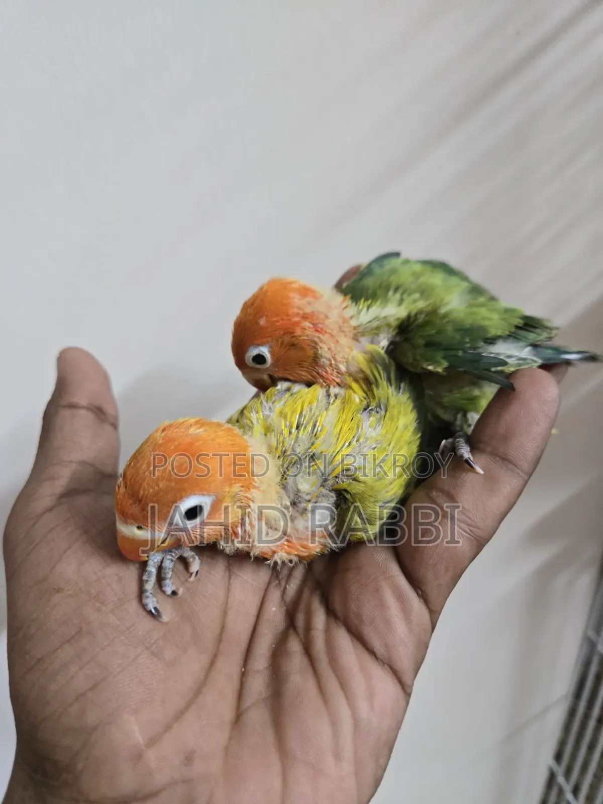 লাভবার্ডস গ্রিন ওপালাইন স্প্লিট ইনো