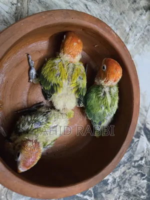 লাভবার্ডস গ্রিন ওপালাইন স্প্লিট ইনো