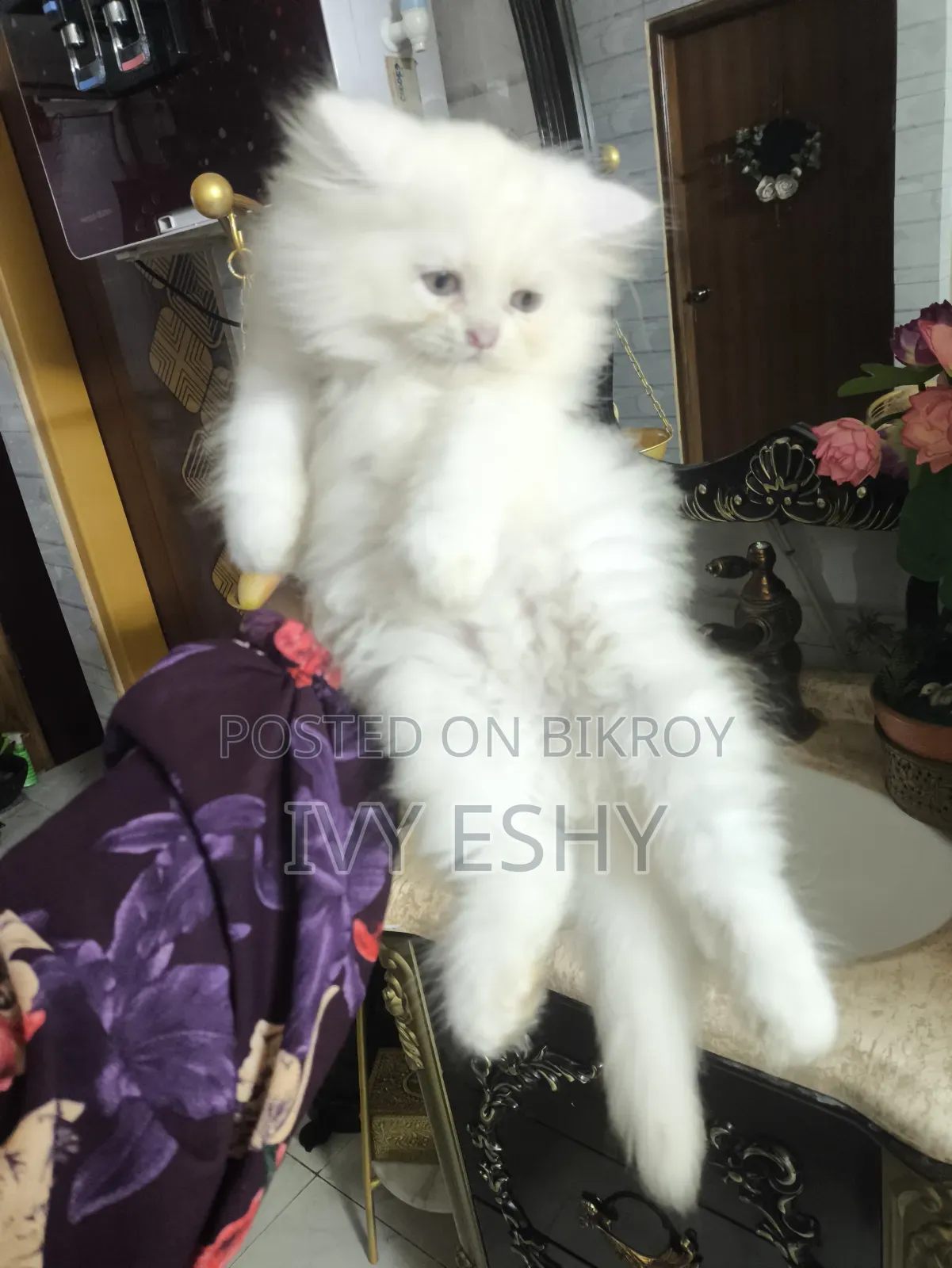 1-3 Months Male Purebred Persian