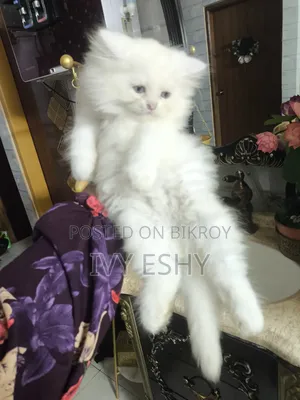 1-3 Months Male Purebred Persian