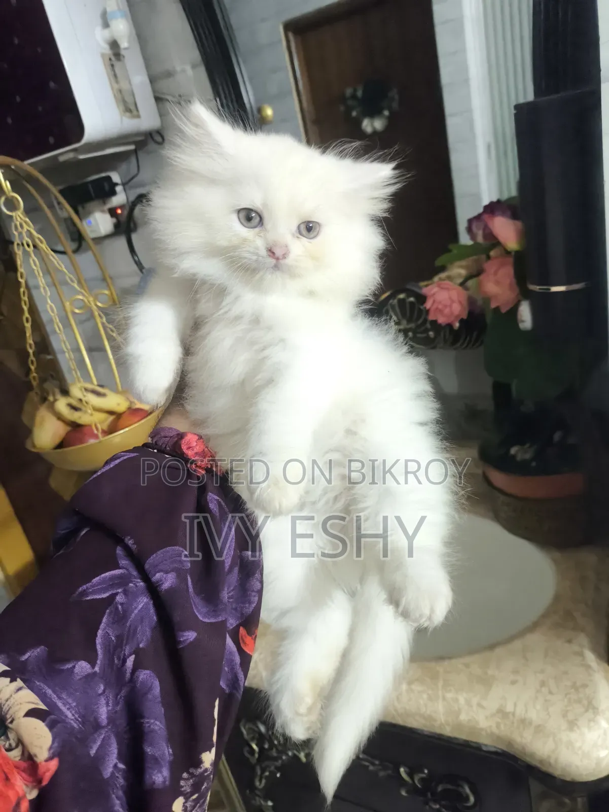1-3 Months Male Purebred Persian