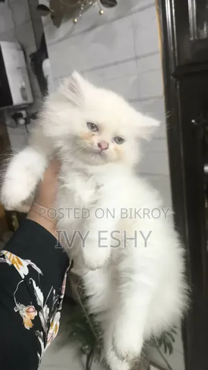 1-3 Months Male Purebred Persian