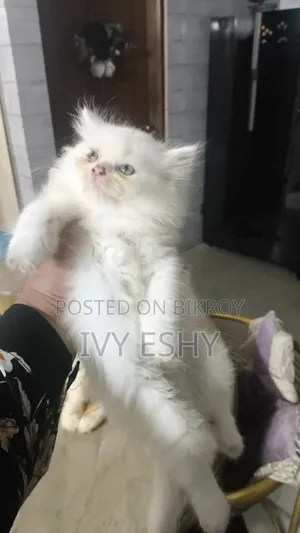 1-3 Months Male Purebred Persian