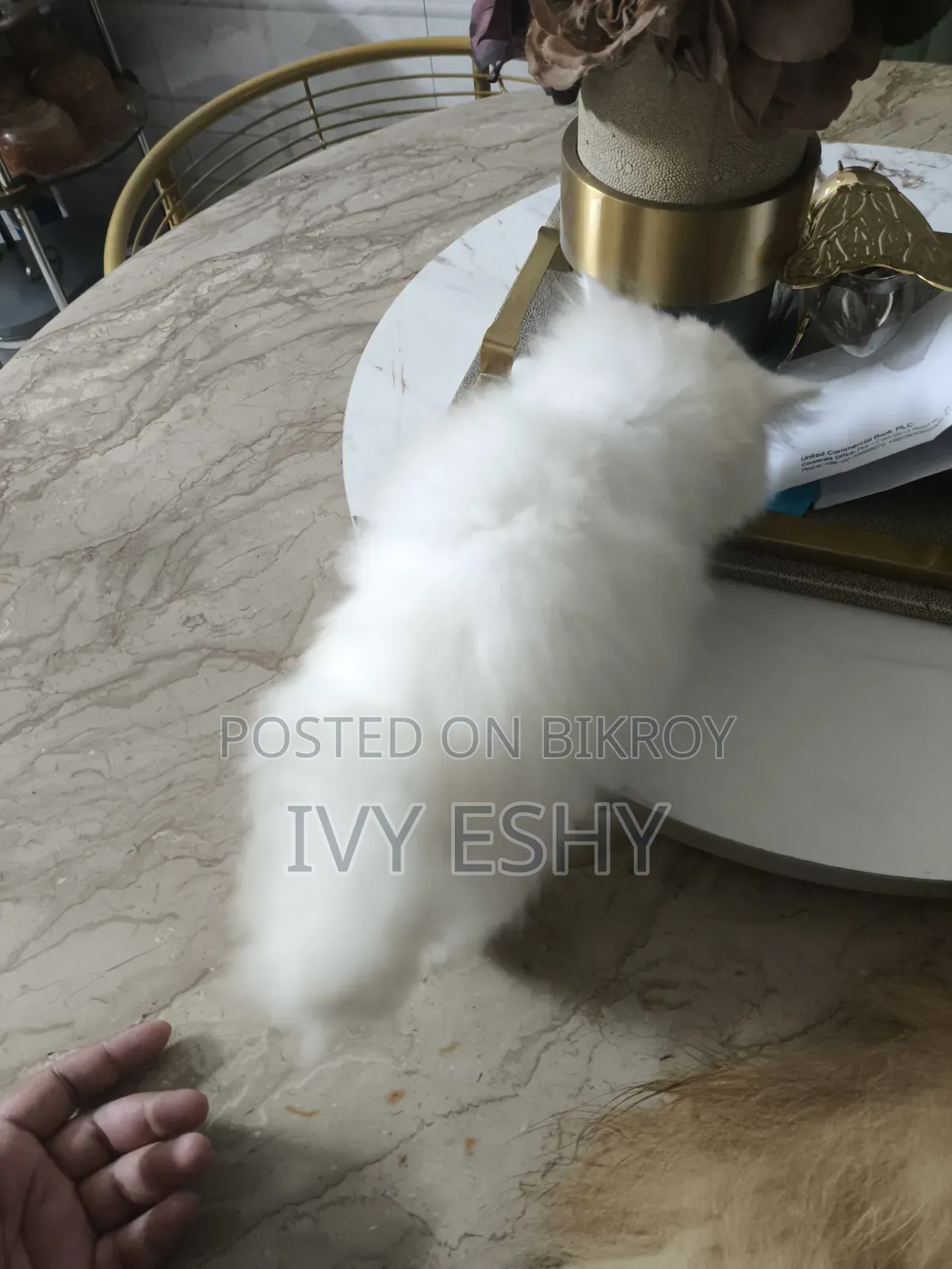 1-3 Months Male Purebred Persian