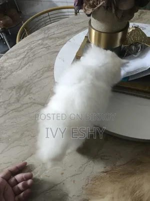 1-3 Months Male Purebred Persian