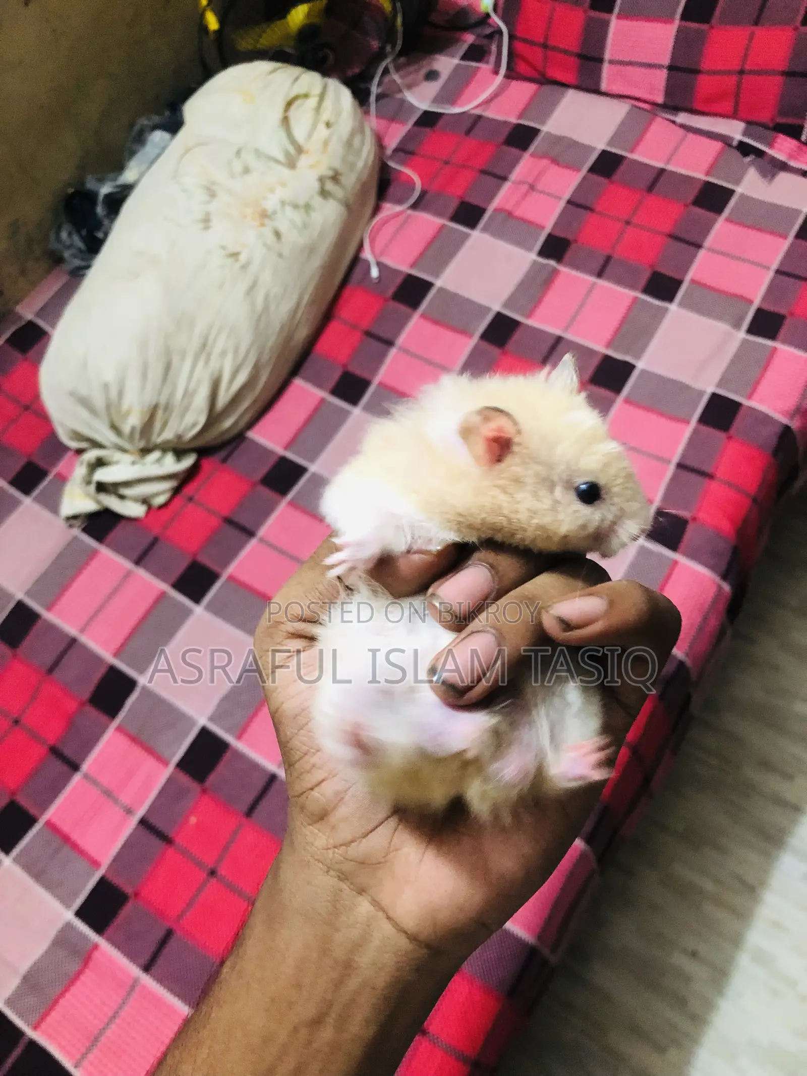 Syrian Hamster
