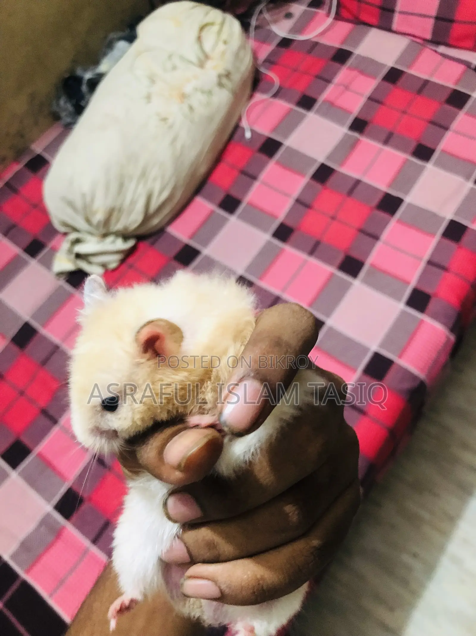 Syrian Hamster