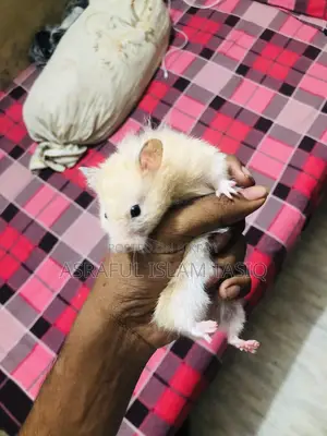 সিরিয়ান হ্যামস্টার