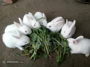Rabbit and Baby