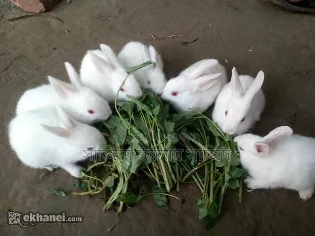 খরগোশ আর বেবি
