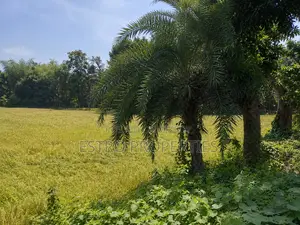 16 Bigha land for sale at Kudir Bottola, Khulna