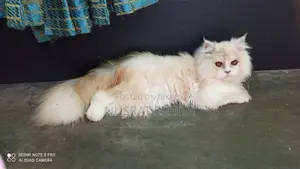 1+ Year Male Purebred Persian