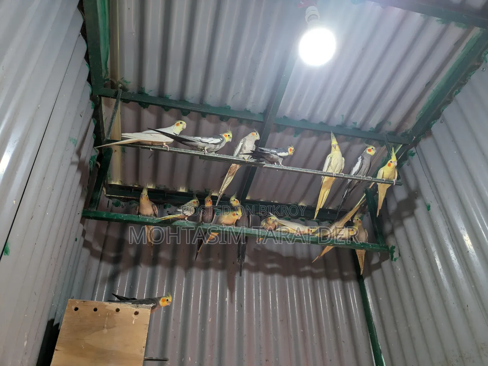 ককাটেল পাখি