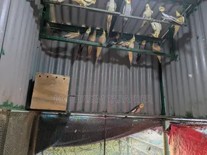 ককাটেল পাখি
