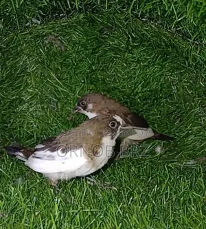 Jumbo/Zebra/Bengali Finch