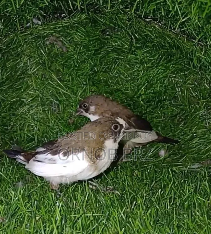 Jumbo/Zebra/Bengali Finch