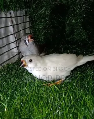 Jumbo/Zebra/Bengali Finch
