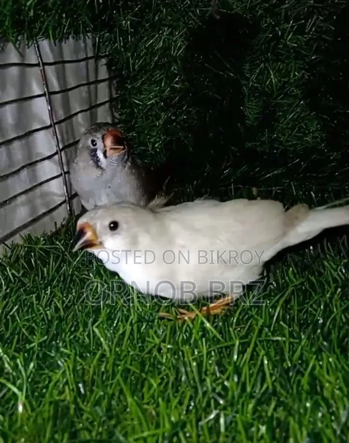 Jumbo/Zebra/Bengali Finch