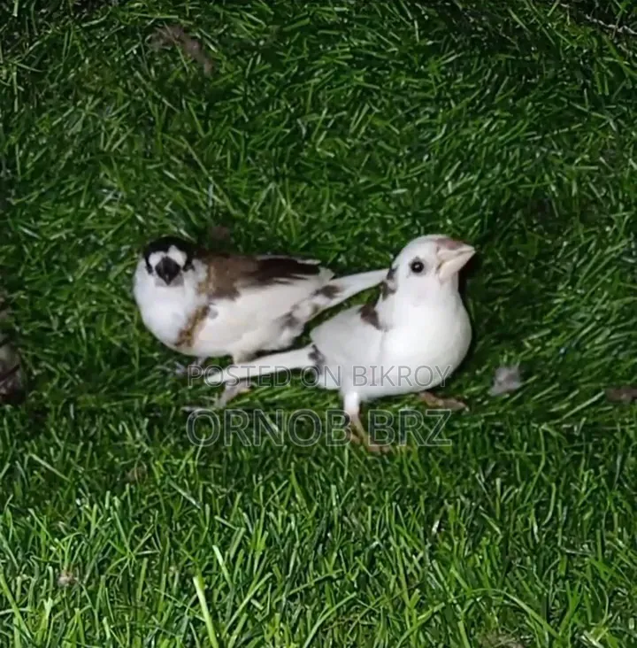 Jumbo/Zebra/Bengali Finch
