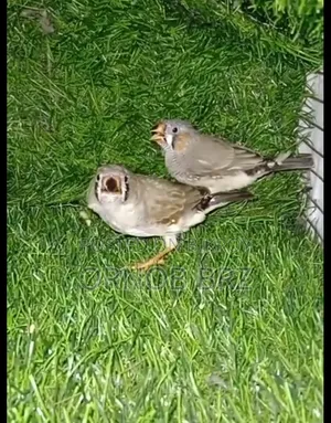 Jumbo/Zebra/Bengali Finch