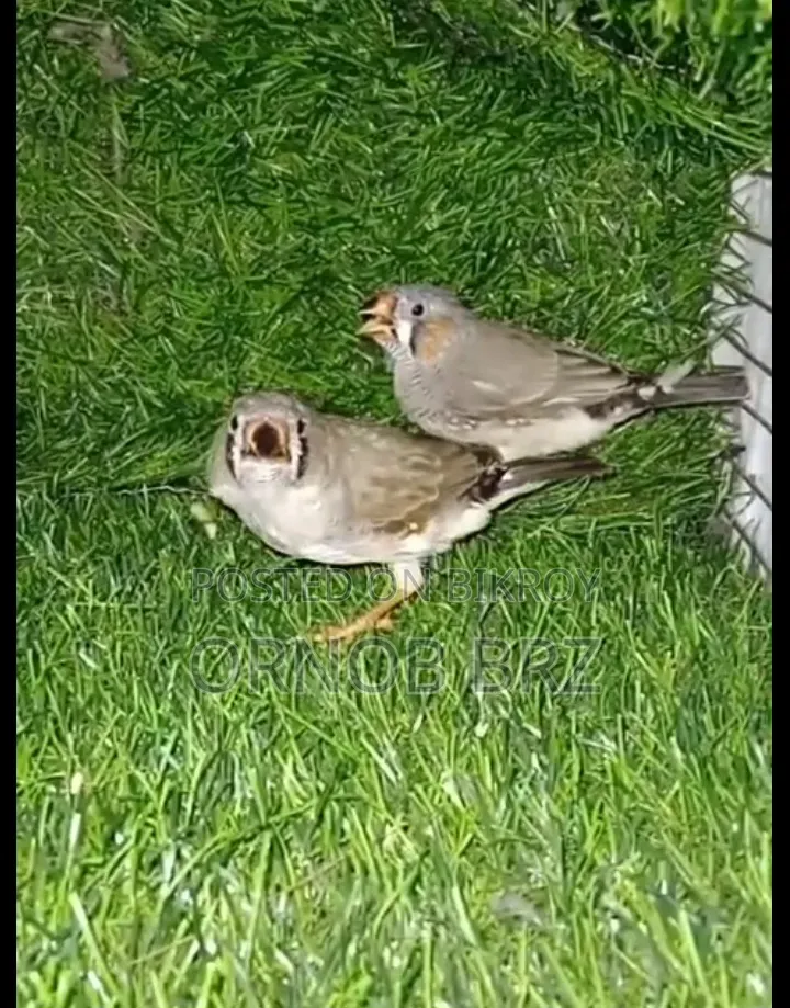 Jumbo/Zebra/Bengali Finch