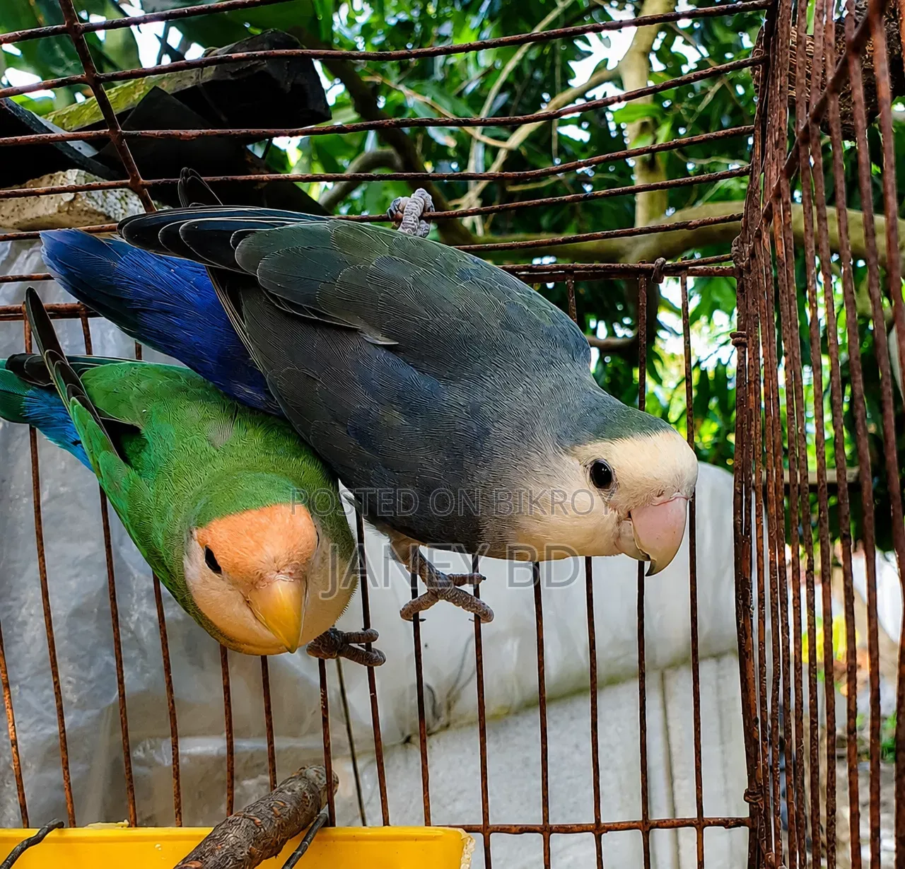 লাভবার্ড পাখি