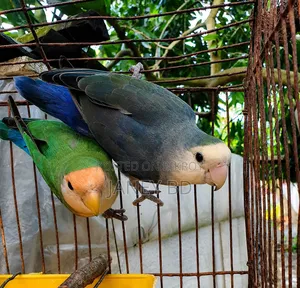 লাভবার্ড পাখি