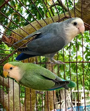 লাভবার্ড পাখি