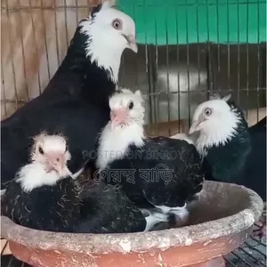 Pigeons at the lowest price.