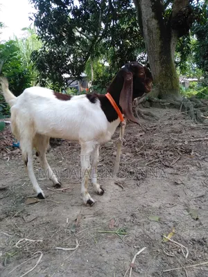 আসসালামুয়ালাইকুম আমার কাছে একটা তোতাপুরি ছাগল আছে
