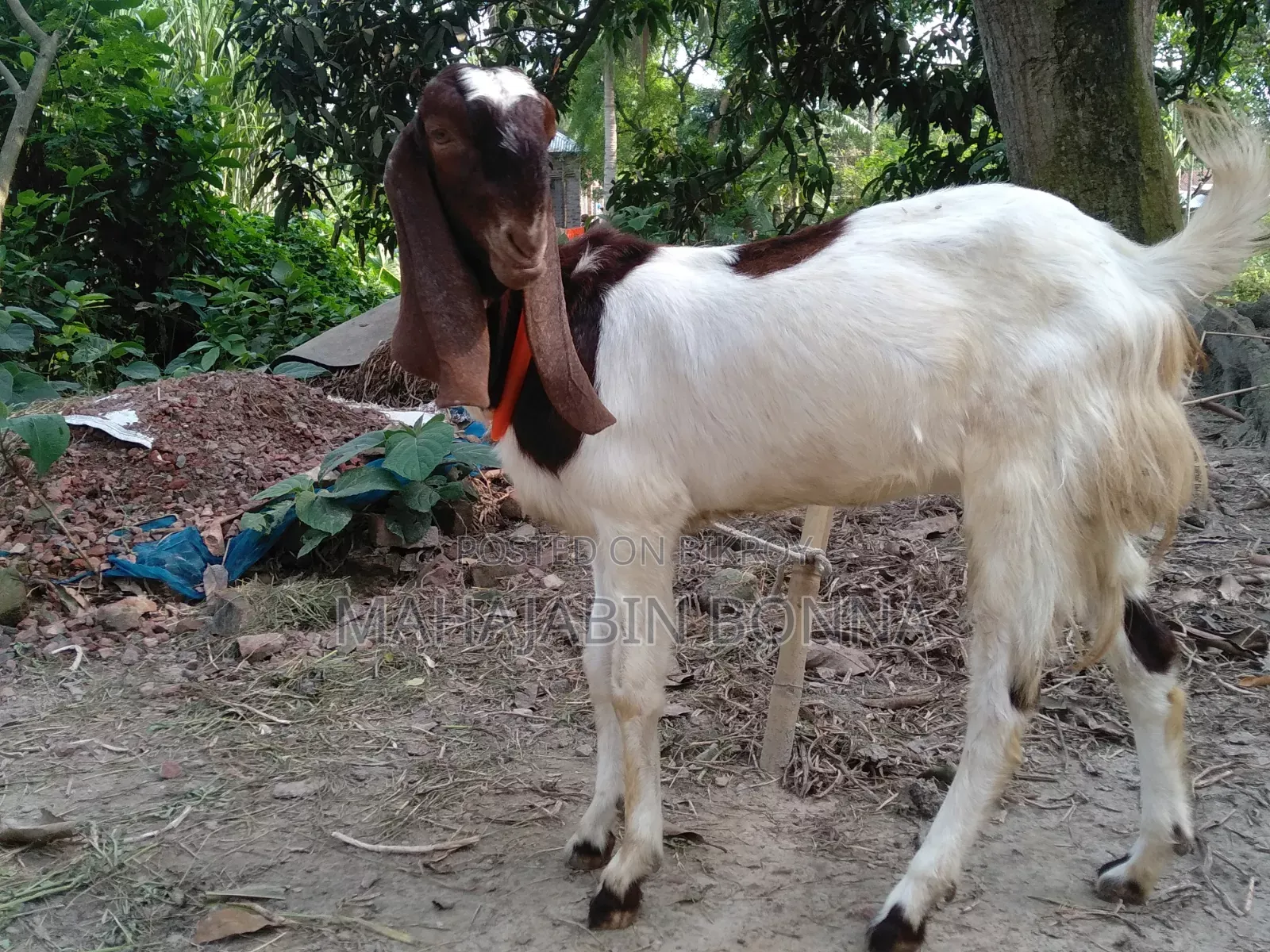আসসালামুয়ালাইকুম আমার কাছে একটা তোতাপুরি ছাগল আছে
