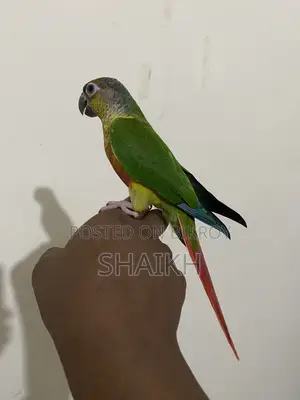 Full Tame Conure