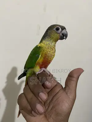 Full Tame Conure