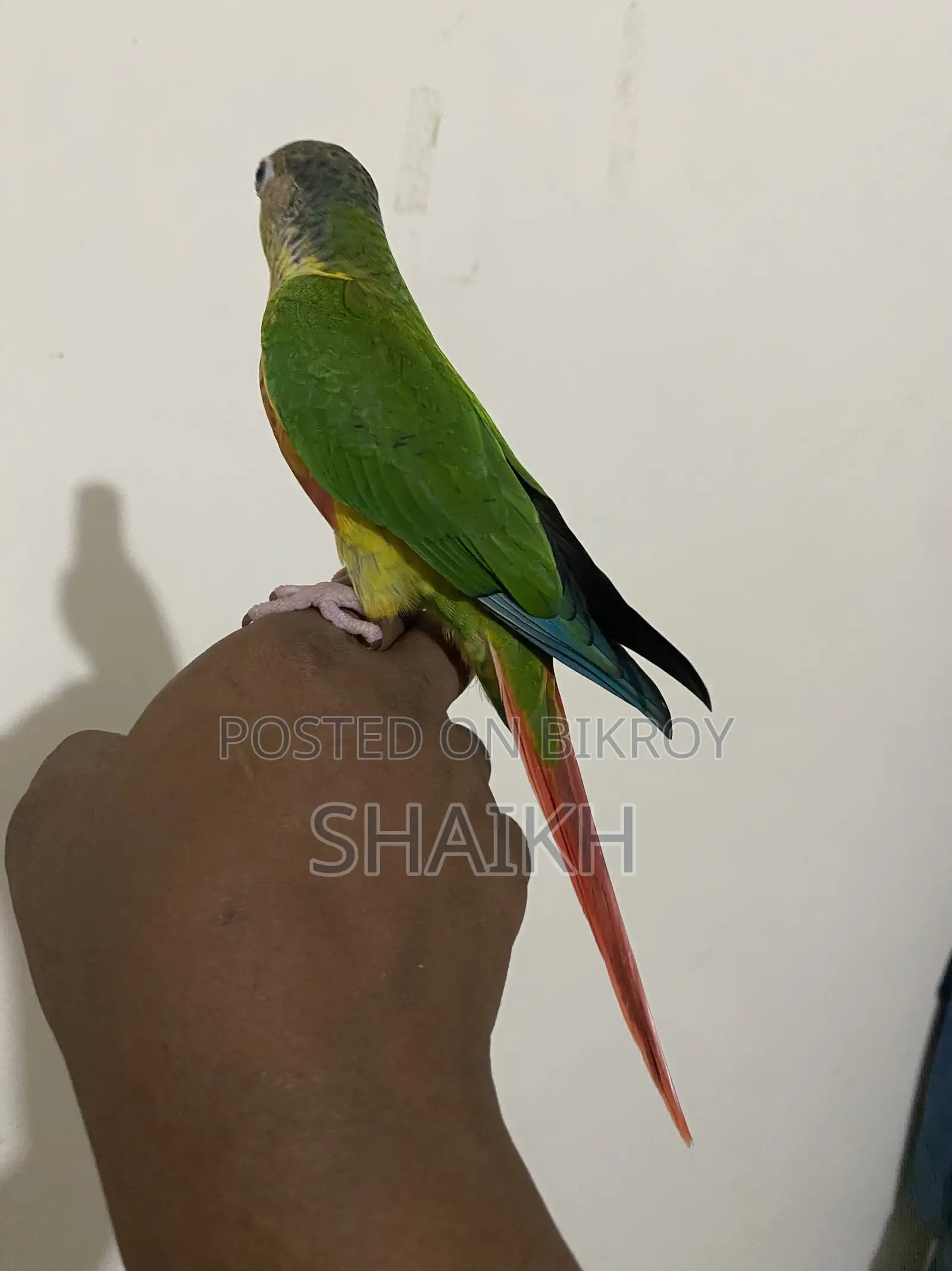 Full Tame Conure