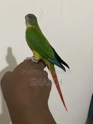Full Tame Conure