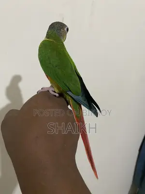 Full Tame Conure